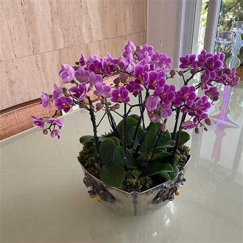 como cuidar de orquídeas - como hacer un oficio